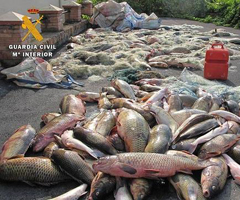  Incautadas en el embalse de Mequinenza dos toneladas de pescado